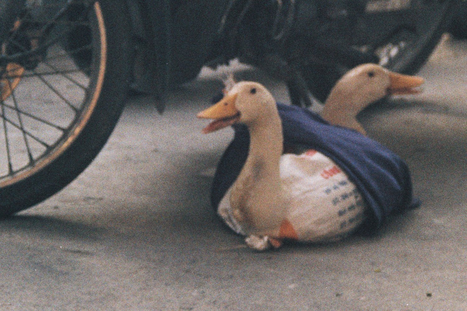 Birds
